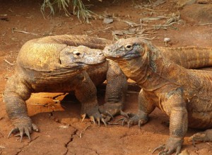 Komodo dragons