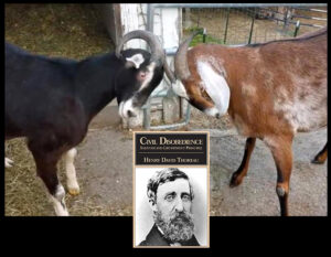 Read more about the article Don’t Take Your Horns to Town