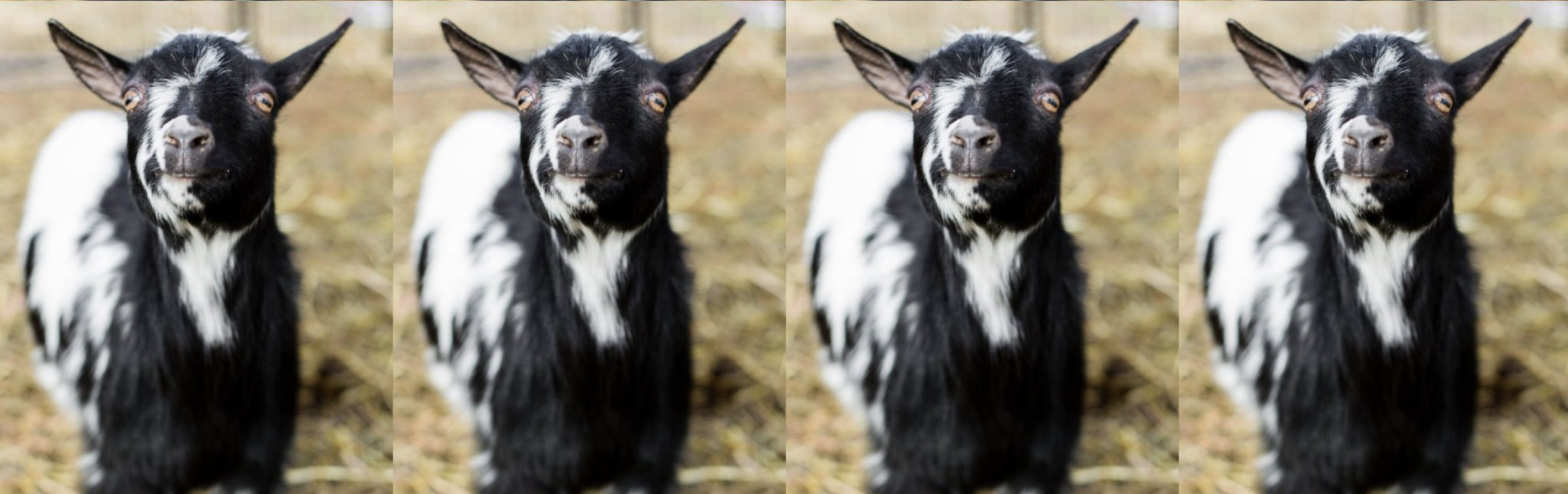 Read more about the article Goat Quixote – Where Goats Dream Big!